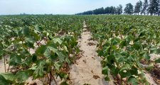 El Niño desapareció: el agro santafesino advierte que