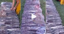 Fueron multados los pescadores que cometieron infracción a la Ley de Protección de la Fauna Ictícola