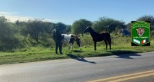 Secuestro preventivo de dos animales equinos sueltos