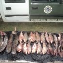DECOMISO MAS DE UN CENTENAR DE PECES EN MAL ESTADO