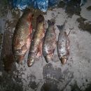 DECOMISO MAS DE UN CENTENAR DE PECES EN MAL ESTADO