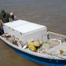 DECOMISO MAS DE UN CENTENAR DE PECES EN MAL ESTADO