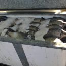 secuestro de un centenar de peces en mal estado.-