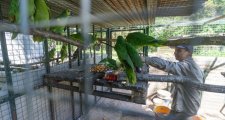 	 Ambiente: nuevas especies llegaron a Santa Fe para ser reinsertados en sus hábitats