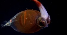 Los secretos del Mar Argentino: “Nunca en mi vida vi peces así”