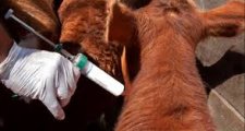 Se logró prorrogar la vacunación antiaftosa y flexibilización del tránsito para productores afectados por inundaciones