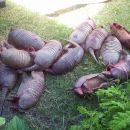 100 kgs. de carne bovina y 20 kgs. de pollo en mal estado