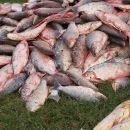 SECUESTRO DE 500 KGS DE CARNE EN MAL ESTADO