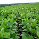 Ya se levantó el 50% de la soja de primera y el 75% del sorgo