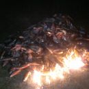 TRES DETENIDOS Y TRES MIL KILOS DE PESCADO DECOMISADO.-