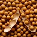 TERMINÓ LA COSECHA DE SOJA ARGENTINA: CRECIÓ 20% LA PRODUCCIÓN