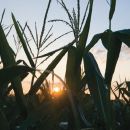 Se desploma el precio de la soja y hay preocupación de productores
