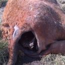 Otra vez animales mutilados