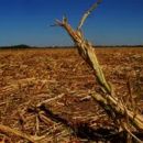 “No hay agua para consumo humano”, denuncian desde el norte de Santa Fe