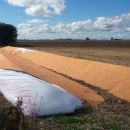 Soja: advierten pérdidas por merma de la proteína