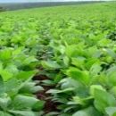 El precio de la soja sigue en alza y llega a los 508 dólares la tonelada