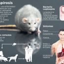 SE ELEVARON A SEIS LOS CASOS SOSPECHOSOS DE LEPTOSPIROSIS