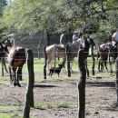 SERIE DE ALLANAMIENTOS SE LLEVAN A CABO EN LA ZONA DE ALEJANDRA