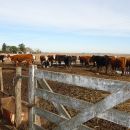 Los Pumas secuestraron 60 animales robados en Villa Guillermina