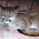 SECUESTRO DE UN PUMA EN CAUTIVERIO