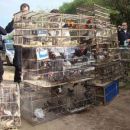 OPERATIVOS EN PROTECCION DE LA FAUNA SILVESTRE EN INTIYACO Y SAN JUSTO