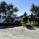 SECUESTRO DE ANIMALES VACUNOS CON ADULTERACIONES DE MARCA EN SAN JAVIER