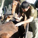 SECUESTRO DE 42 VACUNOS EN LA ZONA RURAL DE ALEJANDRA