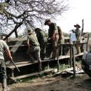 SECUESTRO DE 42 VACUNOS EN LA ZONA RURAL DE ALEJANDRA