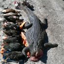 Intiyaco: Se decomisaron un yacaré y 23 aves silvestres