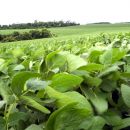 La soja cae a nuevos mínimos desde junio de 2010 cerrando en 344,75 U$S/tn
