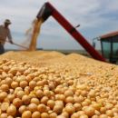 Productores de granos persisten en retener la cosecha y sigue en caída la liquidación de divisas