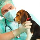 Castración gratuita de mascotas en los Barrios Jobson y San Martín de Porres