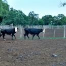 SAN JAVIER: SE RECUPERAN ANIMALES VACUNOS