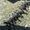 SAN JAVIER: SE RECUPERAN ANIMALES VACUNOS