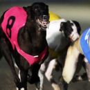 La es ley el proyecto que prohíbe las carreras de galgos en toda la provincia