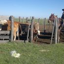 IMPORTANTE ESCLARECIMIENTO DE  ROBO DE GANADO EN LA CIGUEÑA.-