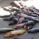 Guardia Rural Los Pumas
