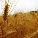 Los números de la producción de trigo en el centro-norte de Santa Fe