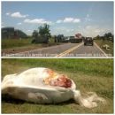Camión chocó un caballo y se despistó