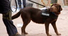 Murió Lola, la perra rescatista que buscó sobrevivientes en Rosario