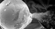 Científicos afirman que hallaron una semilla alienígena enviada intencionalmente a la Tierra