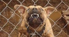 Está gravísimo un hombre que fue atacado por su propio pitbull