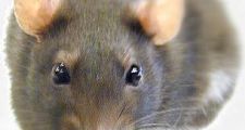 Leptospirosis: confirmaron varios casos