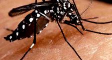Confirman que ya son tres los casos de dengue en la provincia