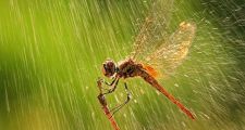 Datos de lluvia