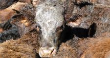 Operativo y Secuestro de animales vacunos