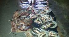 Varios procedimientos para desalentar la caza y pesca furtiva.