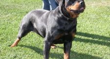 Un perro de raza rottweiler atacó y mató a una beba en la zona oeste de Rosario