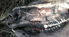 ¿Chupacabras? ¿Ovni? Misterio en Calchaquí: aparece vaca mutilada