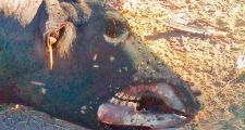 Lanteri: Aparecen vacas mutiladas